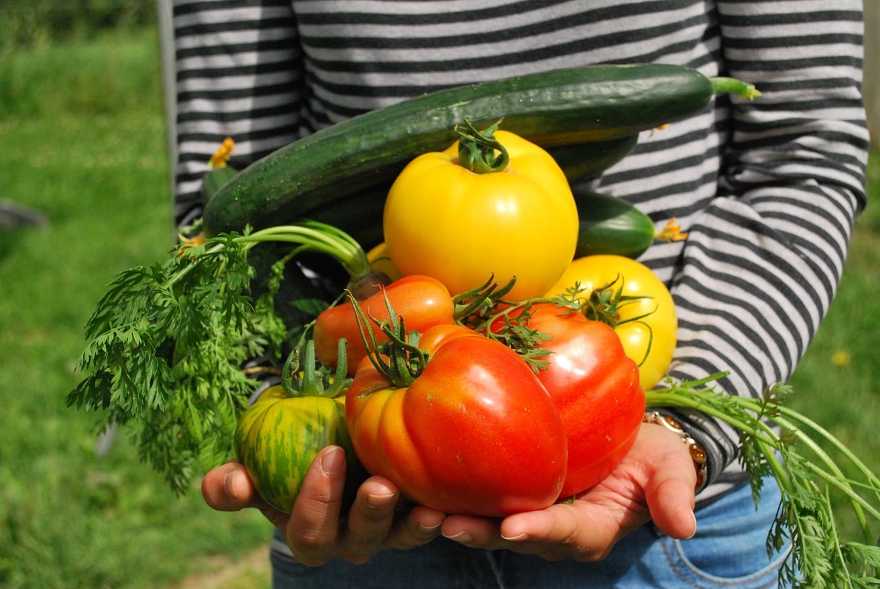 Fresh garden harvest of colorful heirloom tomatoes, cucumbers, and herbs held in hands, demonstrating the vibrant whole foods central to a longevity-promoting plant-based diet