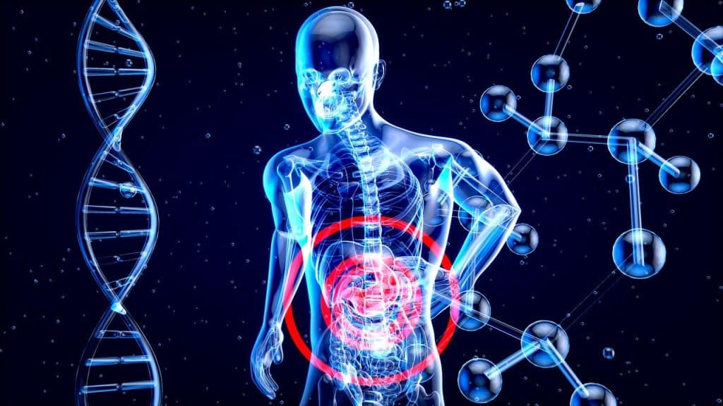 An anatomical illustration highlighting internal organs with a focus on the gut, symbolizing the gut-brain connection and its role in serotonin production.