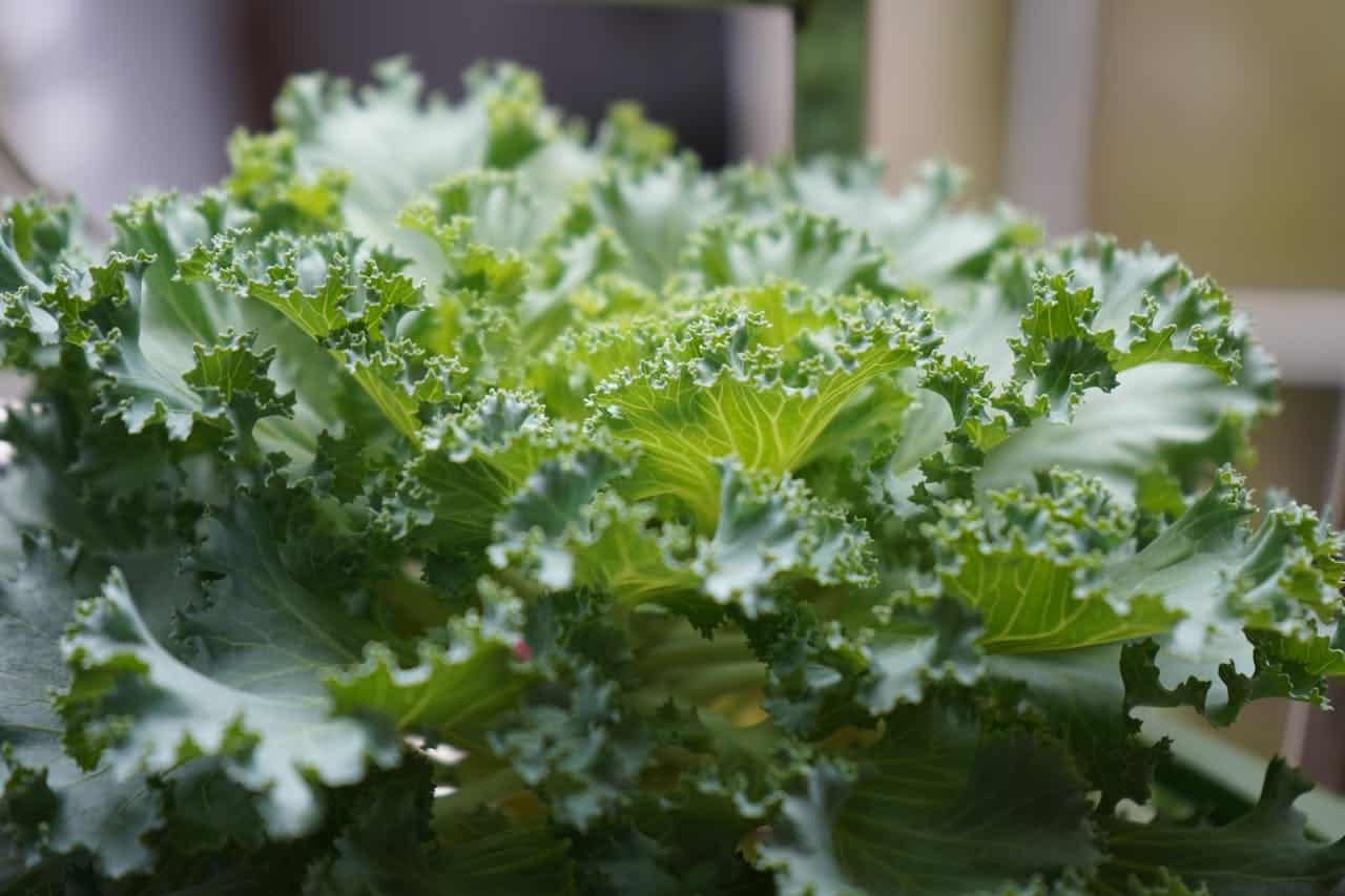 Fresh curly kale leaves with ruffled edges showing vibrant green color and intricate texture patterns