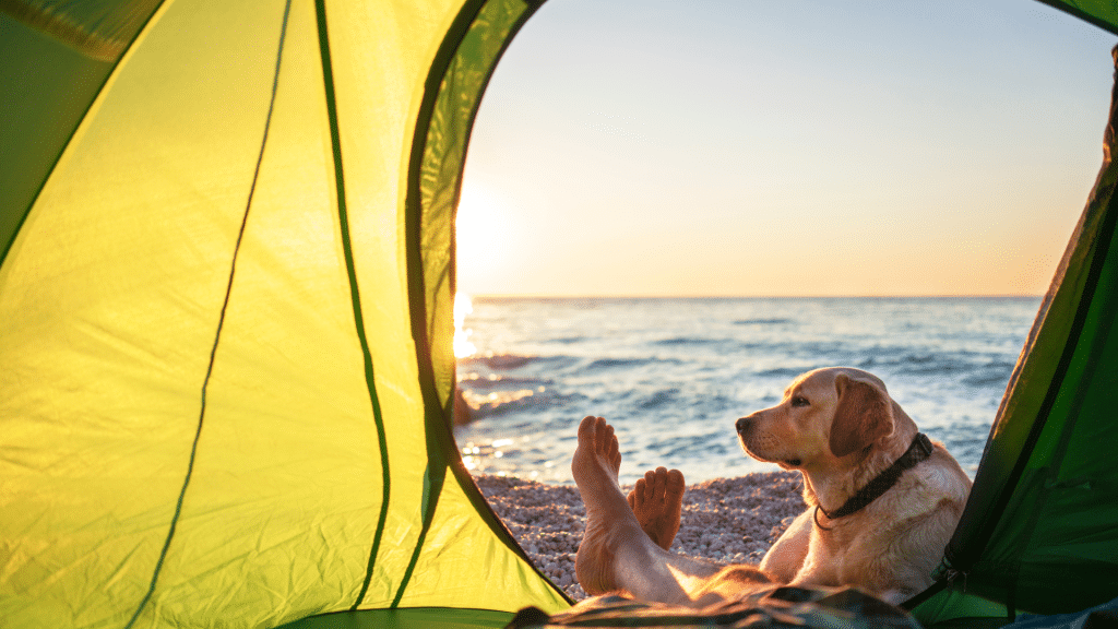 Person barefoot with a dog by the ocean at sunrise, grounding on natural earth during a peaceful camping moment to support health and longevity.